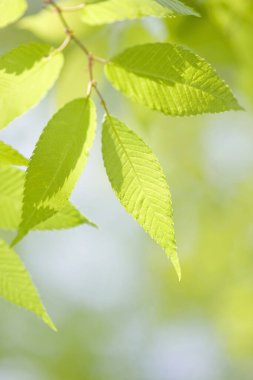 beautiful green leaves on blurred background 