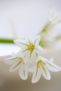 Vazoda beyaz çiçekler