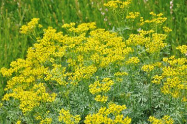 Bahçedeki güzel çiçekler