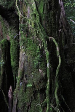 Ormandaki ağaçta yeşil yosun