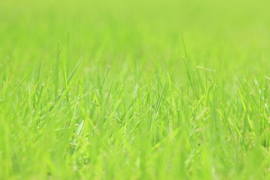 kopyalama alanı olan yeşil çimen arkaplanı.