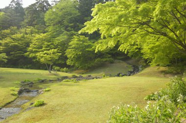 Güzel yeşil ağaçlar ve yazın parkta küçük bir dere.