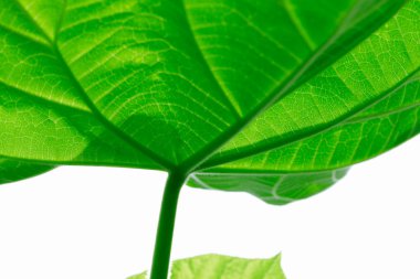 Beyaz arkaplanda yeşil yaprak