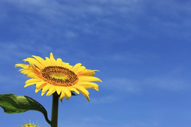 parlak sarı ayçiçeği, flora