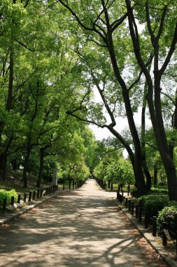 Parktaki yeşil ağaçlar.