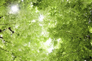 Yaz ağaçlarının yeşil dalları 