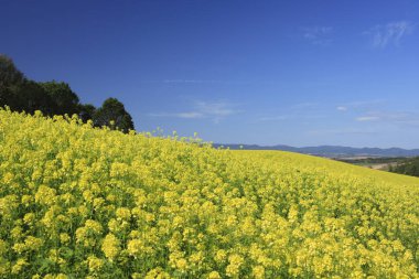 Çiçek tarlası olan güzel bir manzara