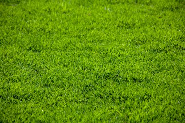 Taze yeşil çimenleri olan güzel doğal bir arka plan