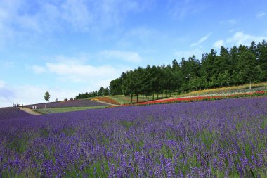 Japonya'da lavanta alan