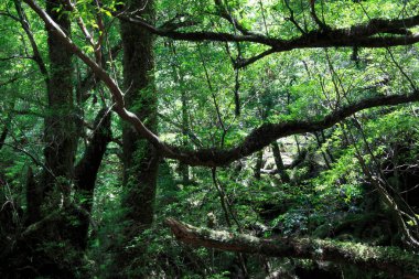 Ormandaki yeşil ağaç ve yosun.