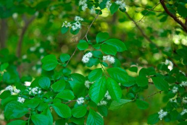 Bahçedeki ağaçta küçük çiçekler