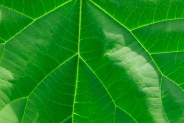 Yeşil yaprak, kapat - kapat.