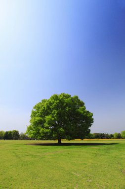 Mavi gökyüzü olan tarlada büyük bir ağaç