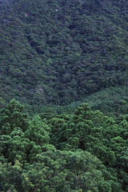 yaz ormanında yeşil ağaçlar 