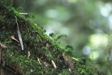 Ormanda yeşil yosun