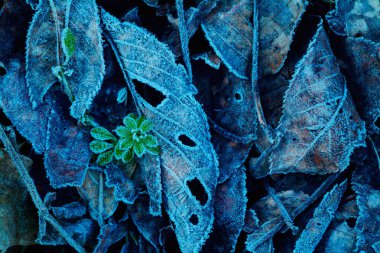 Ormanda yeşil yapraklar doğanın arka planında