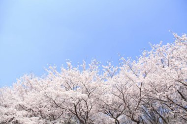 İlkbaharda kiraz çiçekleri, sakura ağaçları                