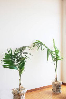 Tropikal bitkilerle dolu boş beyaz oda