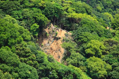 Bereketli yeşillikle dağlık yamaçtaki heyelan manzarası