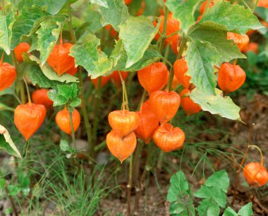 Çalı üzerinde olgun bitki üzümleri