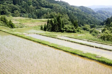 Dağlardaki pirinç tarlalarının güzel manzarası