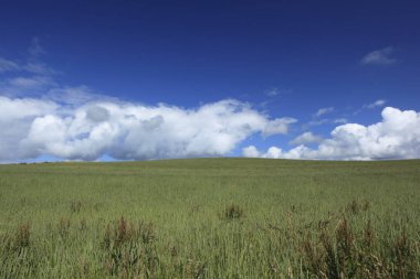 Yazın yeşil tarlaların ve mavi gökyüzünün güzel manzarası   