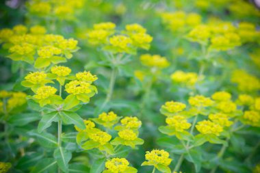 Ormanda güzel çiçekler