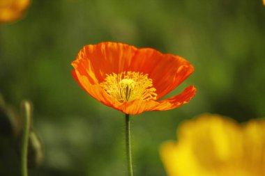 Sarı merkezli tek bir turuncu çiçek.