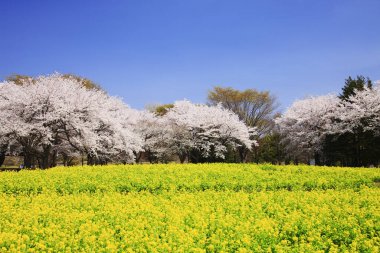 Parlak yaz gününde parkta bitkiler