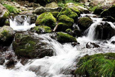 Ormanda güzel bir şelale 