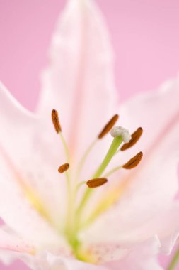 pembe lily yakın çekim