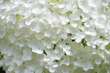 ortanca tam çiçeklenme