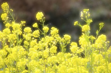 Güzel botanik fotoğrafı, doğal duvar kağıdı.