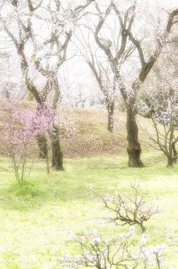 İlkbaharda kiraz çiçeği