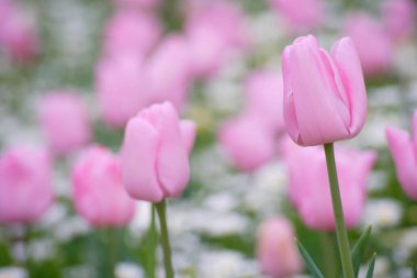 Tarlada pembe lale çiçekleri. Doğa ve güzellik