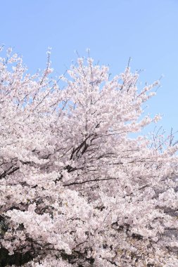 İlkbaharda kiraz çiçekleri, sakura ağaçları                