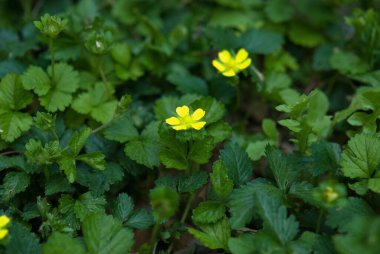 Bahçedeki sarı çiçekler doğa arka planında