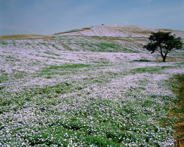 Büyük beyaz çiçekli güzel bir tarla.