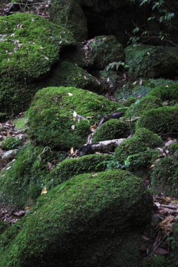 Yaz ormanlarında yeşil bitkiler, gündüz manzarası 