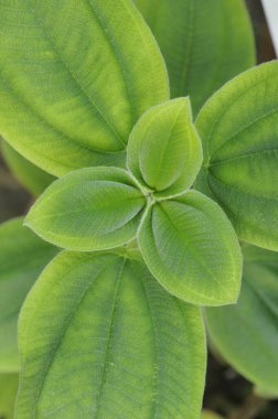 Bitkinin yeşil yaprakları yakın.