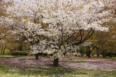 Bahar, güzel kiraz çiçeği