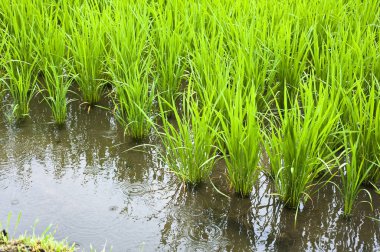 pirinç tarlası Japon yakın çekim görüntüsü