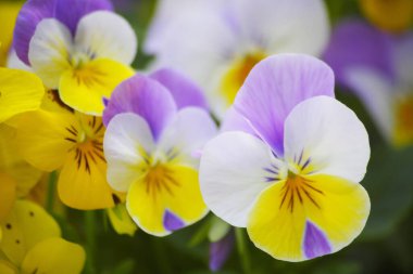 Bahçedeki sarı nonoş çiçekleri