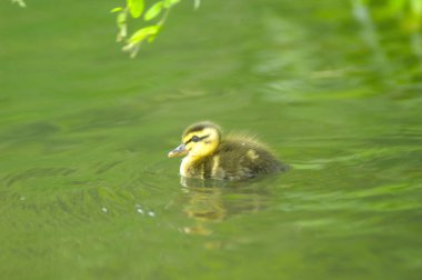 Göldeki küçük ördeğin yakın çekim görüntüsü