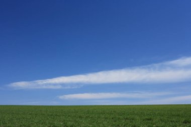 Baharda bulutlarla mavi gökyüzünün altında yemyeşil yemyeşil bir tarla