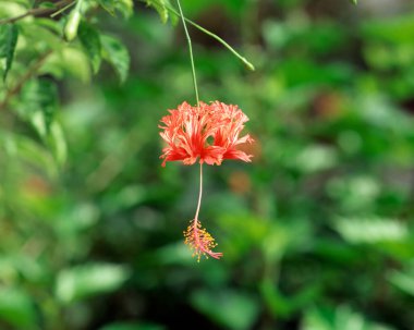 Bahçedeki kırmızı çiçek.