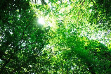 Yaz ormanlarında yeşil bitkiler, gündüz manzarası 