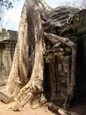 Angkor Wat tapınağındaki harabelerin üzerinde büyük ağaç kökü büyüyor.