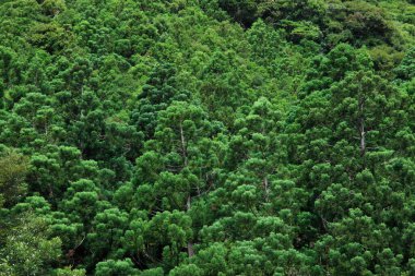 Tropik orman, doğa arka planı, yağmur ormanı.