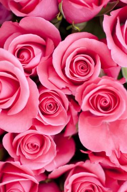 Güzel çiçeklere yakın, parlak güllere